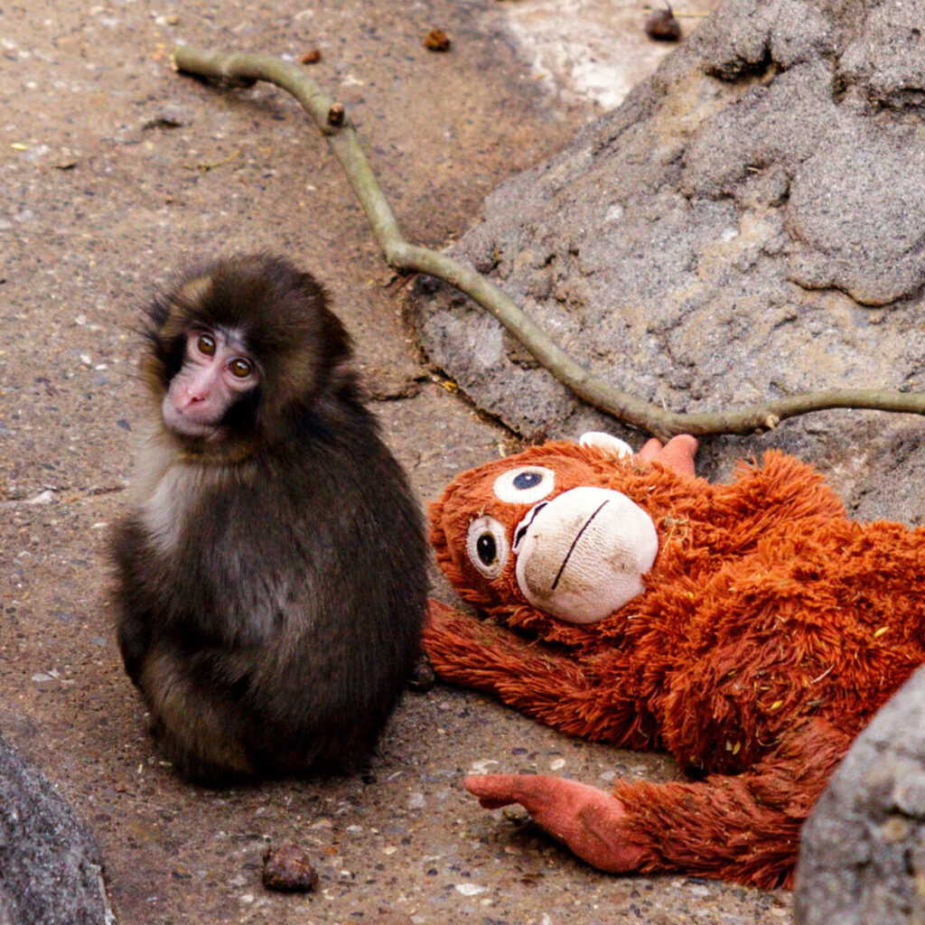 Where to Buy the “Punch the Monkey” Toy in Dubai - Because The World Is Crying Over This Macaque Now