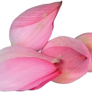 Fresh Lotus Kamal Pooja Flower